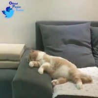 گربه ای که تو خواب از پرتگاه سقوط کرد مرد