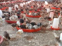 جوجه 7 روزه گلپایگانی