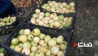 برداشت میوه گواوا یا زیتون محلی در سرباز