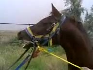 کهکشان اسب عرب خالص ایرانی  کره حدادو زیره