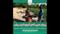 شیره کش کردن کود مرغی