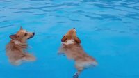 بازی کردن بامزه سگ ها در استخر