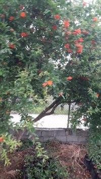 گلدهی درخت انار ممتاز فروزانی (نهالستان و گلخانه فروزانی)