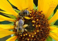 عسل آفتاب گردان