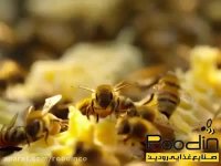 آموزش چگونگی تولید بره موم و برداشت آن از کلنی های زنبورعسل