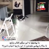 آفتاب بازى محبوب كربه ها