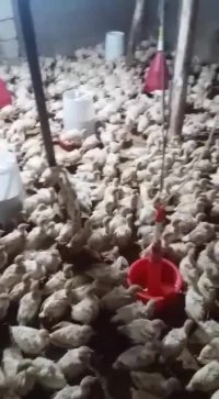 جوجه بوقلمون بیوتی فوق سنگین 09121986651