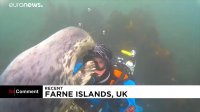 ویدئوی؛ فوک بازیگوش و غواص بریتانیایی