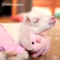 خواب ناز با عروسک