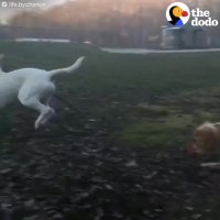 AWESOME Couple Keeps Adopting 3-Legged Dogs | The Dodo