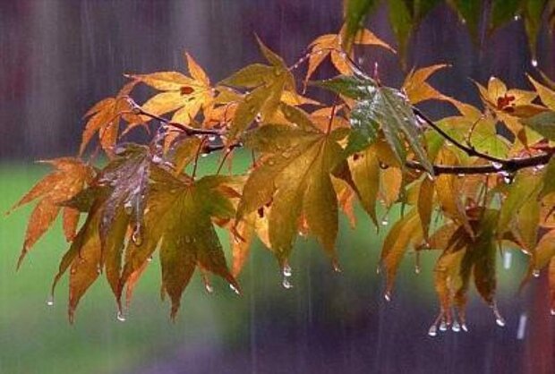 بارش باران های پاییزی همچنان ادامه دارد