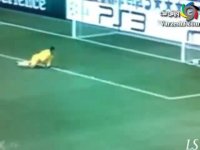 مارتن استکلنبرگ