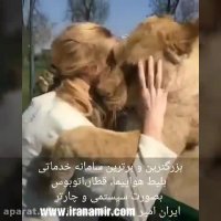 واکنش شیرها به کسی که قبلا مسوول نگهداریشون بوده.