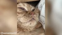 Cute Snoring Cat