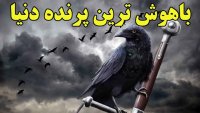 هوش بسیار و استراتژی باعث بد نامی کلاغ شده است