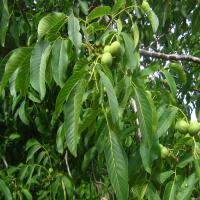 فروش گردوی چندلر 09121270623