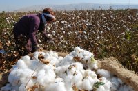 پیگیری مشکل پنبه کاران