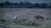مستند گربه های آفریقایی - حیات وحش