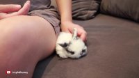 Cute Baby Bunny... But What Happened?!