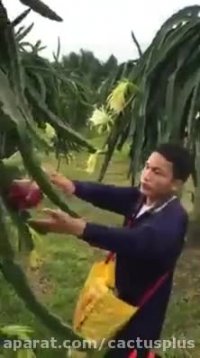 برداشت میوه دراگون فروت در اندونزی