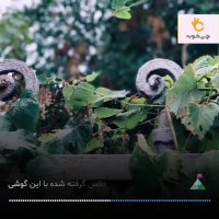 بهترین دوربین گوشی حال حاضر: معرفی بهترین گوشی ها برای عکاسی کردن