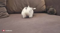Curious Baby Bunny