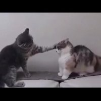 دعوای گربه ها