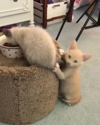 بازی گربه ها