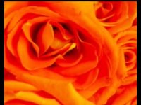 روانشناسی رنگ نارنجی