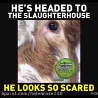 گاوهاى گریان   https://t.me/MVEGIOR