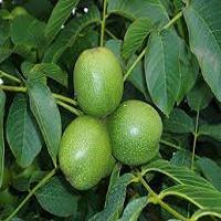 گردو پدرو  09124482642