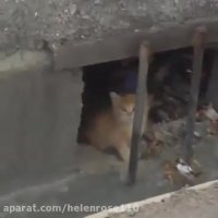 اگربراتون مقدوره لطفتون رو ازاین بچه گربه دریغ نكنید