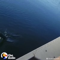 Guy Helps Squirrel Trying To Swim In Lake | The Dodo