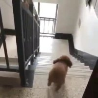 ذوق زدگی سگ کوچولو به اومدن صاحبش