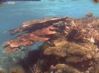 Davies Reef (GBR) Underwater Camera 18 Month Time Lapse in 30 sec
