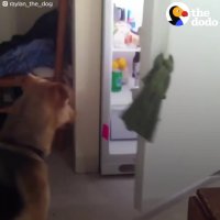 Dog Gets Beer From Fridge  | The Dodo