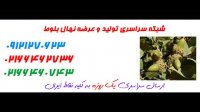 خرید نهال بلوط شاه بلوط هندی 09121270623