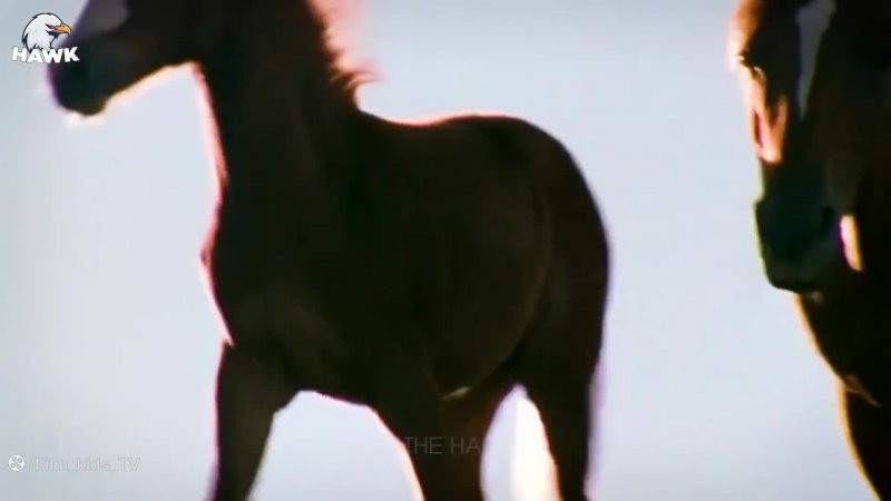 جنگ و نبرد گاومیش و شیر در حیات وحش - بوفالو در مقابل شیر یوزپلنگ گورخر