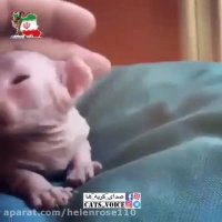 بچه گربه اسفینكس!