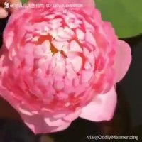 🎥 باز کردن غنچه گلهای نیلوفر وشکفتن گل با دست😳🌺