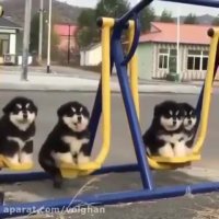 تربیت و فروش سگ گارد و سگ نگهبان - دهکده حیوانات