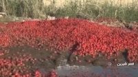 گوجه فرنگی در بازار گران می‌شود در مرز خراب می‌شود