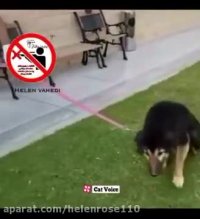 یه سگ تنها تو كوچه داره زوزه میكشه با صداى احمد شكورى