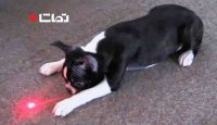 حیوانات بامزه به دنبال نور لیزر
