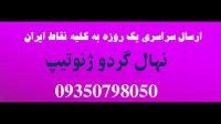 فروش نهال گردو شیلی پاکوتاه  09123205271