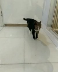 چالش تیک تاک گربه ای