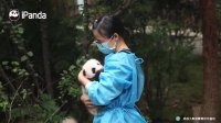 Nanny Hugging Panda Cub | iPanda