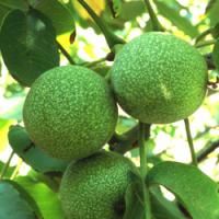 نهال گردوی پکان  09197722218