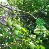 نهال گردو فرنور پیوندی - نهالستان ارغوان نهال