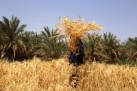 30 هزار میلیارد تومان برای پرداخت مطالبات گندمکاران